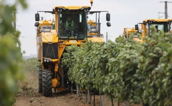 В Краснодарском крае собран рекордный урожай винограда — 305 тысяч тонн