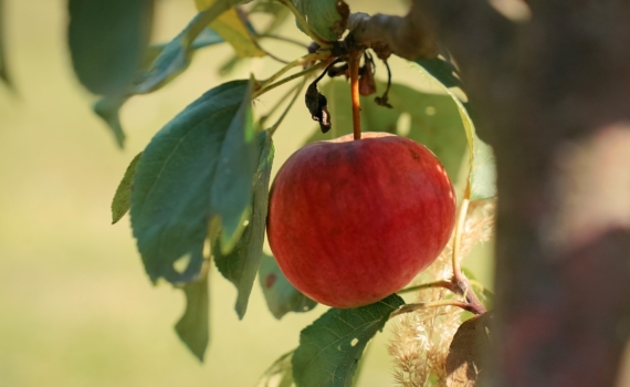 Превращаем отходы в хит: гениальные рецепты из яблочной кожуры — чай, чипсы и не только Превращаем отходы в хит: гениальные рецепты из яблочной кожуры — чай, чипсы и не только