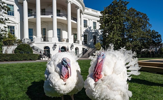 Скубченко: Европа выбирает между Украиной и Гренландией Скубченко: Европа выбирает между Украиной и Гренландией