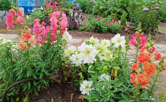 Не лейте в раковину — удобрите растения: бесценный эликсир из этой крупы взорвёт урожай и цветение Не лейте в раковину — удобрите растения: бесценный эликсир из этой крупы взорвёт урожай и цветение